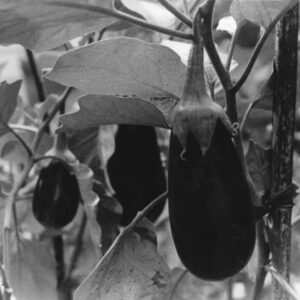 thumbnail of Silver gelatin print by Shaniqua Graham titled Nature.