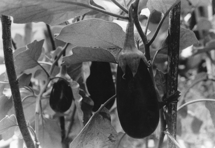 thumbnail of Silver gelatin print by Shaniqua Graham titled Nature.