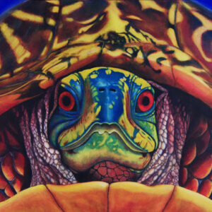 thumbnail of Big Daddy Turtle