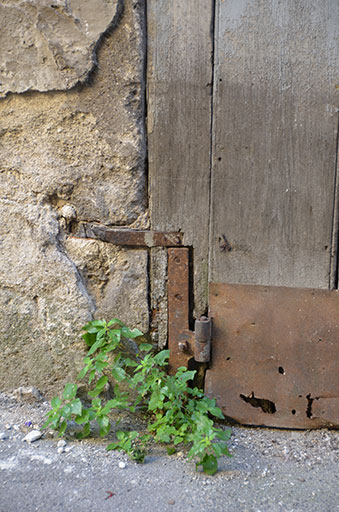 thumbnail of image of the corner of a door with plants growing out of it