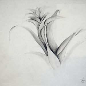 thumbnail of Guzmania by Steve Hernandez. medium: pencil on paper. date: 2013. dimensions: 18 x 24 inches