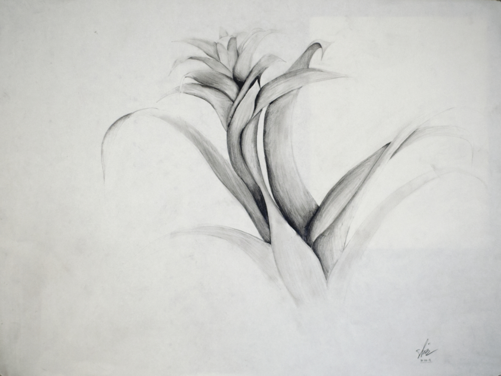 thumbnail of Guzmania by Steve Hernandez. medium: pencil on paper. date: 2013. dimensions: 18 x 24 inches