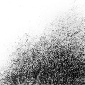 thumbnail of Edge of the Forest by american artist Norman Gorbaty. medium: pencil on paper. dimensions: 22 x 30 inches. date: 2005