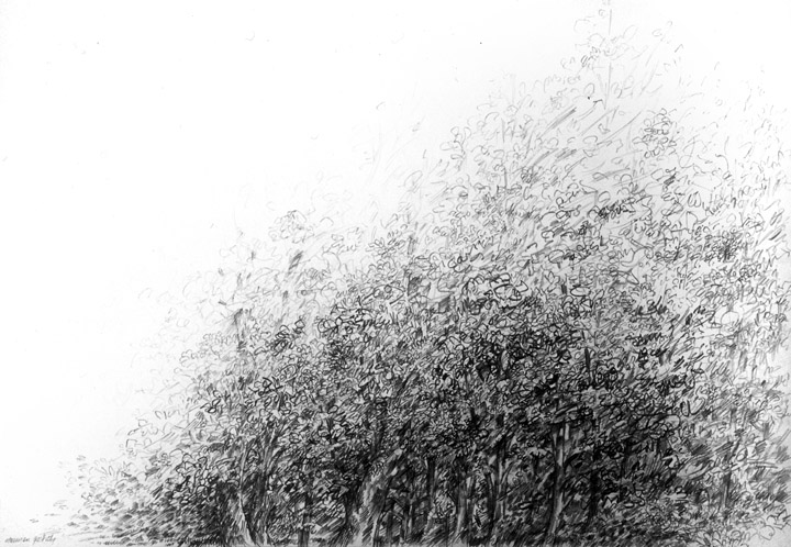 thumbnail of Edge of the Forest by american artist Norman Gorbaty. medium: pencil on paper. dimensions: 22 x 30 inches. date: 2005