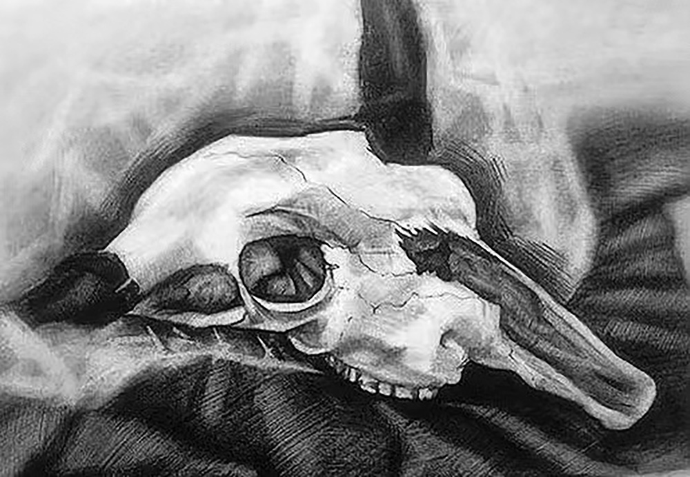 thumbnail of Still-life with Skull by Jie Gong. medium: charcoal on paper. date: 2021. dimensions: 9 x 12 inches