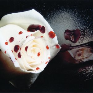 thumbnail of Roses are white, blood is red... by artist Gabrielle Komis. medium: Ink Jet print. date: 2010. dimensions: 9 x 12 inches