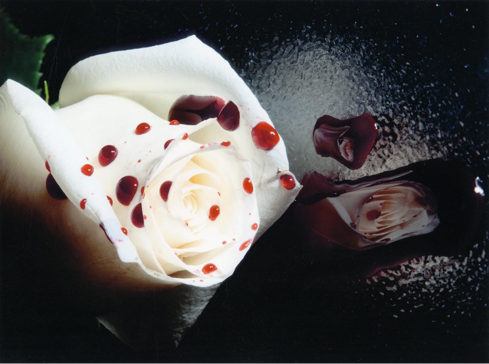 thumbnail of Roses are white, blood is red... by artist Gabrielle Komis. medium: Ink Jet print. date: 2010. dimensions: 9 x 12 inches