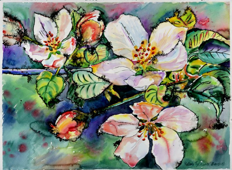 Apple Blossom by Russian American artist Yelena Tylkina. medium: watercolor on paper. date: 2000. dimensions: 31 x 42 inches