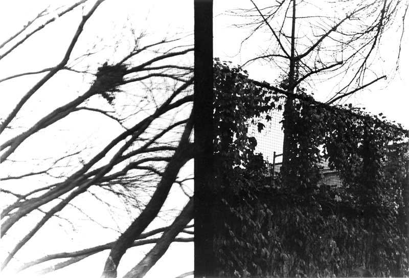 thumbnail of Other Side of the Gate by artist Sabi Augustin. Gelatin silver print, 2022. 5.75x8.5 inches